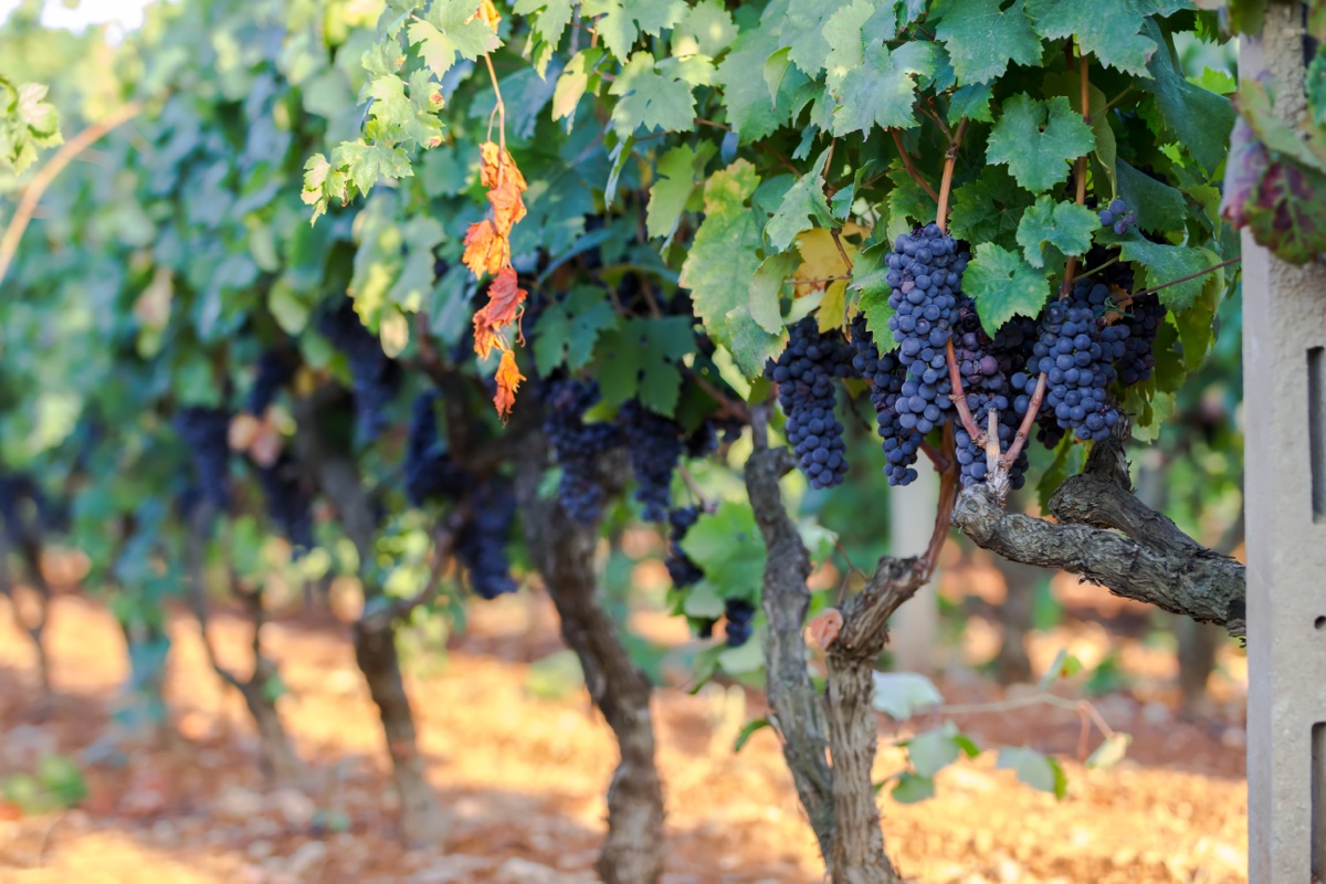 vigna-manduria.jpg